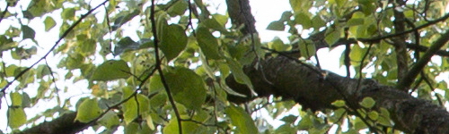 Canon EF 35mm f/2 IS USM