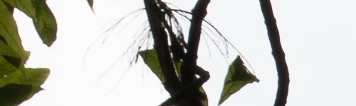 Panasonic Lumix S Pro 70-200mm F4 O.I.S.