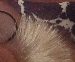 Sony Cyber-shot WX1: Vypilovaný drobek