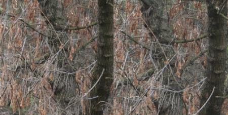 Srovnání 2 objektivů: profesionální Sigma vs. setový Canon