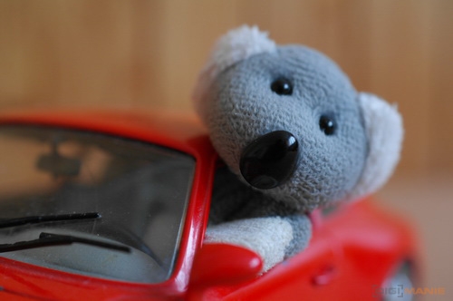 Fotíme s Koalou: Hloubka ostrosti