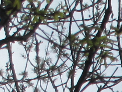 Canon PowerShot SX210 IS: s překvapivou zbraní