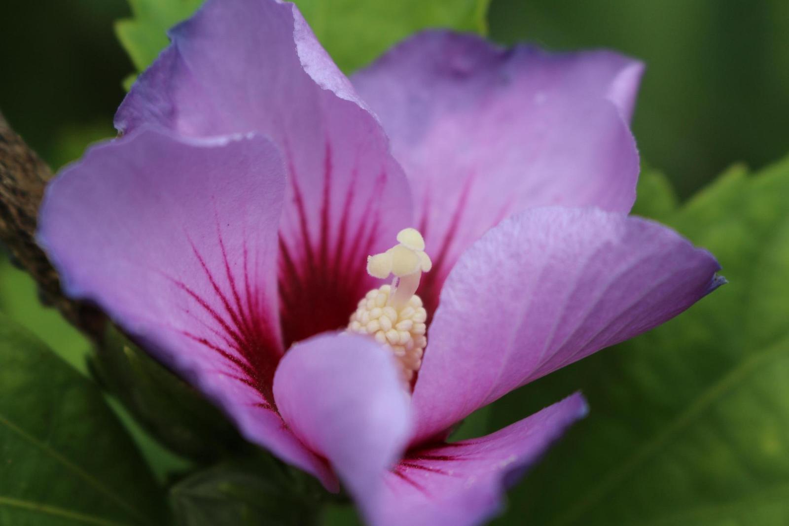 Canon EF-S 18-55mm F3,5-5,6 IS STM