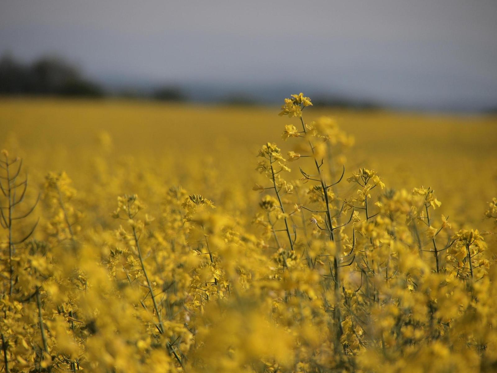 Olympus PEN E-PL2: PEN počtvrté a zase lépe