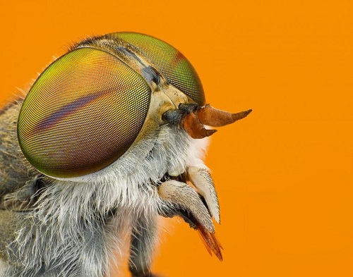 FotoVýzva - 9. kolo Makro hmyzu: vyhodnocení