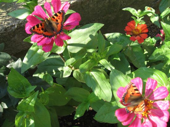 Tipy a Triky nejen pro začátečníky, díl 4. - Fotíme motýla