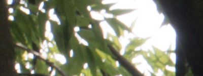 Tamron 16-300mm f/3.5-6.3 Di II VC PZD Macro