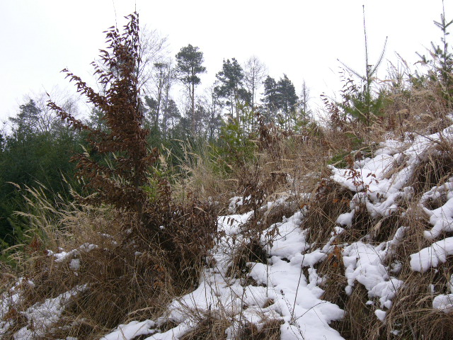 Panasonic Lumix DMC-FX5: Šperk s optickým stabilizátorem