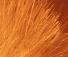 Fujifilm FinePix HS10: ultrazoom roku?