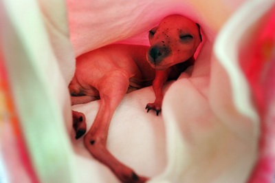 Vítězové Sony WPA 2009 vyhlášeni