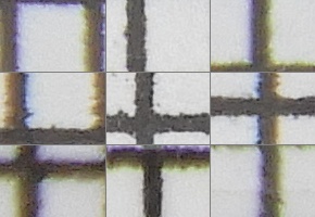 Nikon Coolpix B700: přírodovědec