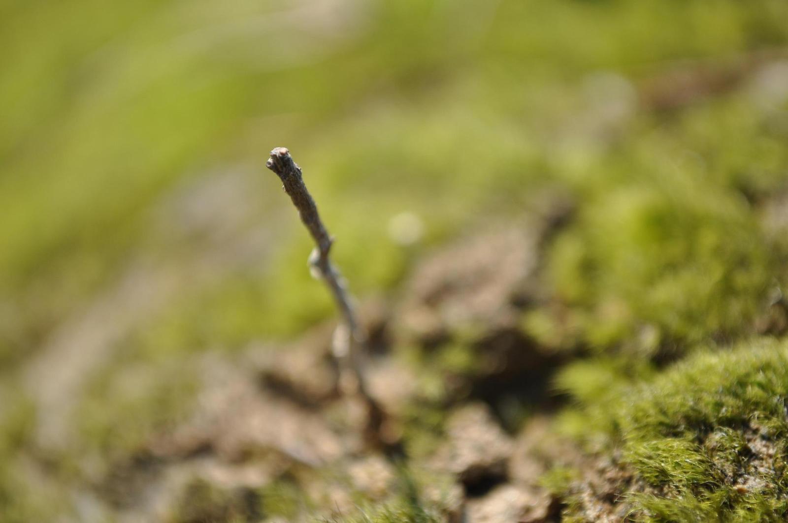 Raynox DCR-150: kvalitní makro levně