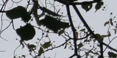 Canon EF-S 18-55mm F3,5-5,6 IS STM