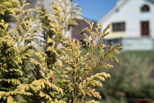 Sigma DP2: otestovali jsme Foveon!