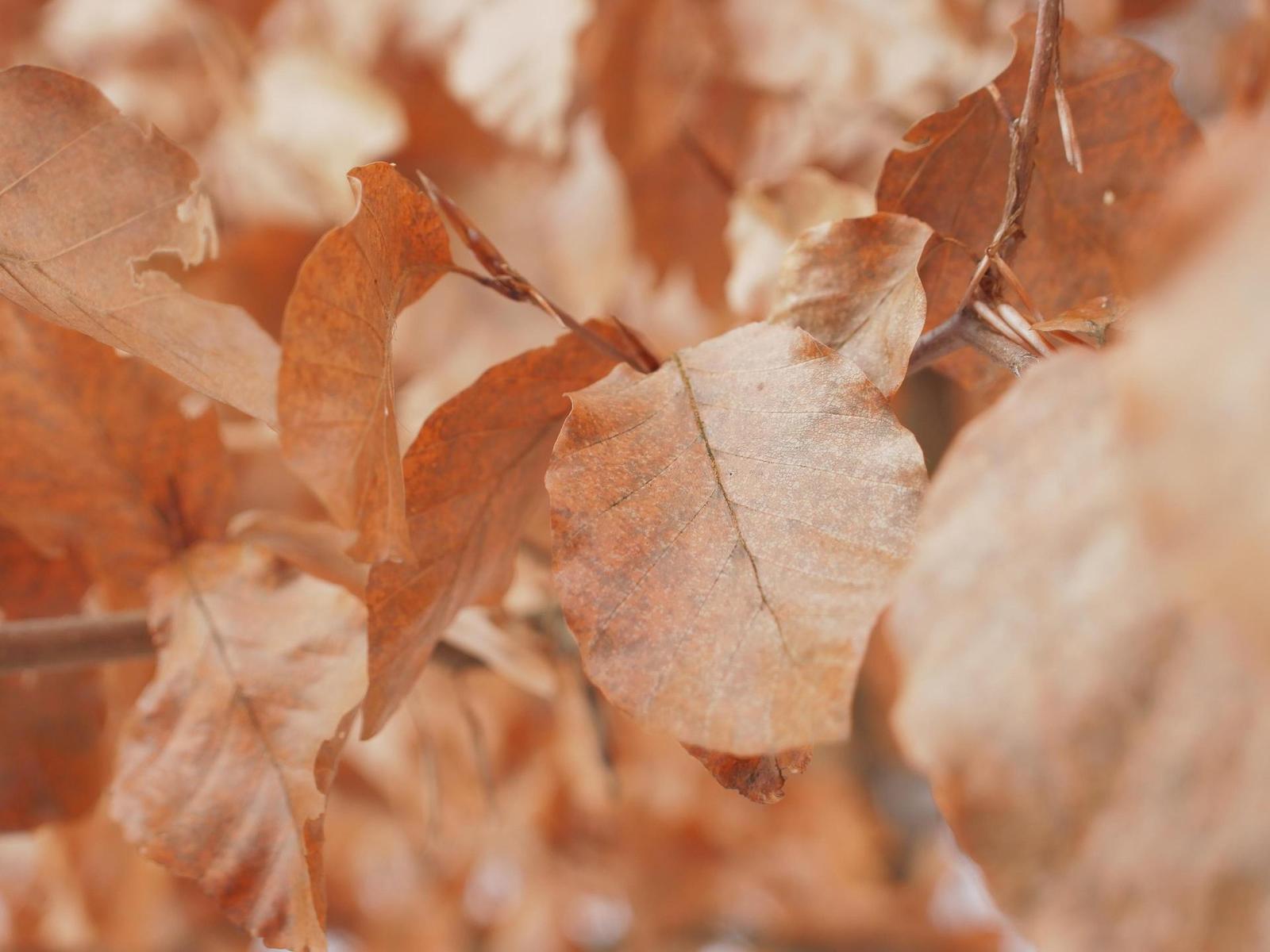 Xiaoyi 12-40mm 1:3.5-5.6