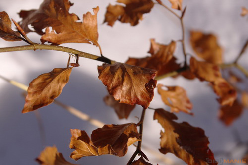 Samsung NX100: "zrcadlovka" do kapsy