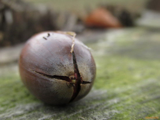 Canon PowerShot SX160 IS: více megapixelů i zoomu