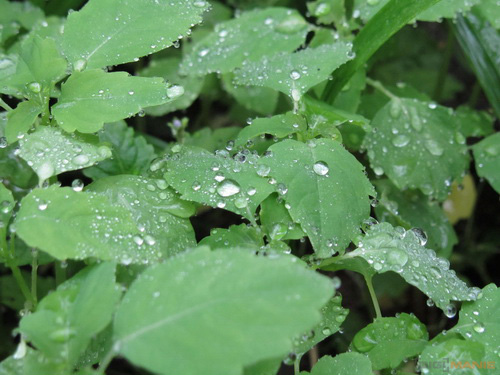 Canon PowerShot SX210 IS: s překvapivou zbraní