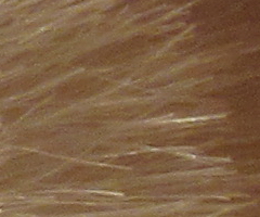 Canon PowerShot SX30 IS: sebevědomý rekordman