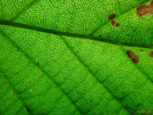 Sony Cyber-shot TX10: odolný zálesák