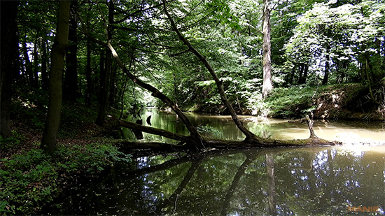 Nikon Coolpix B700: přírodovědec