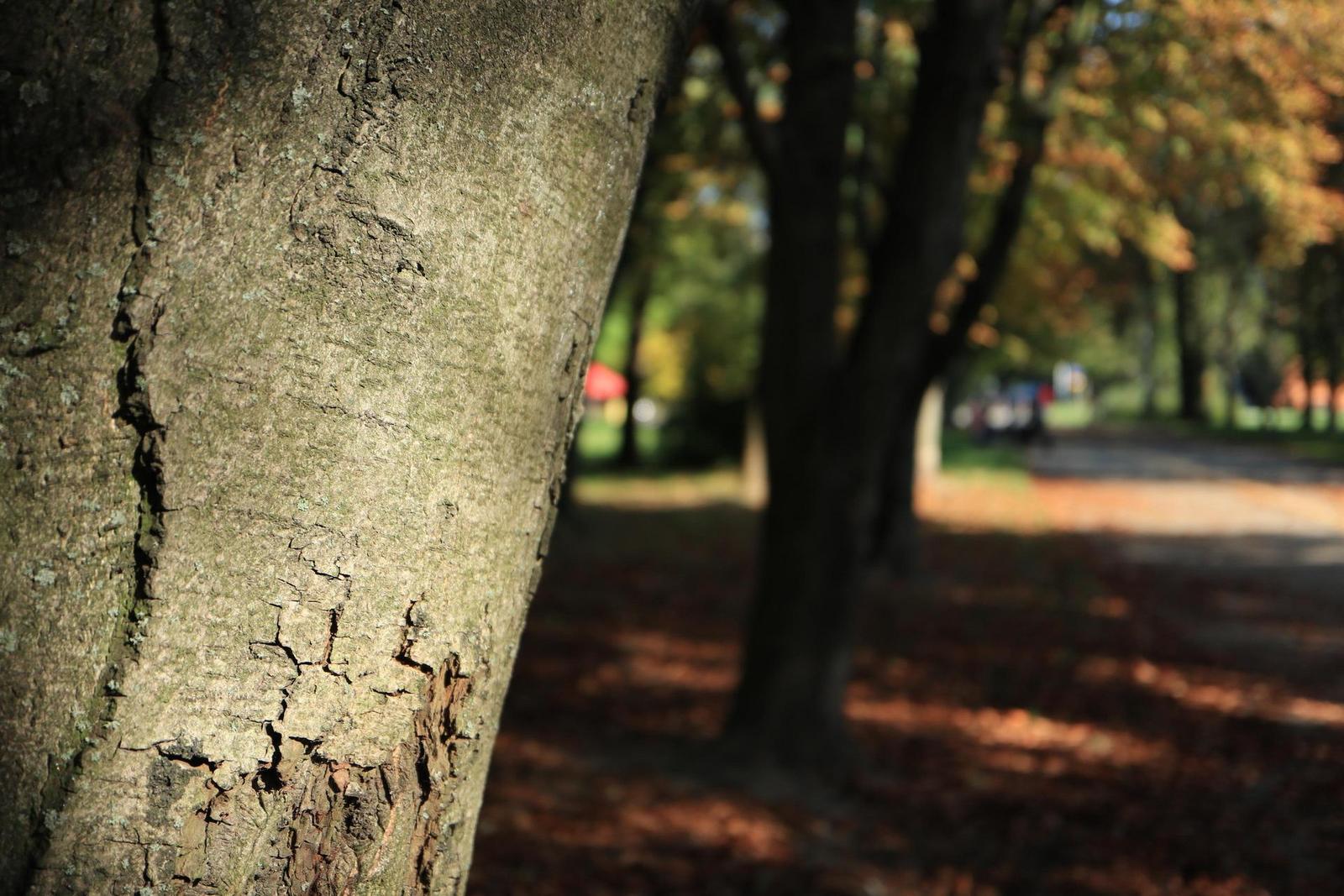 Canon EF-M 28mm f/3.5 Macro IS STM