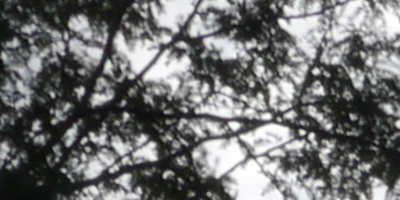 Panasonic Leica DG Summilux 25mm/F1.4 ASPH.