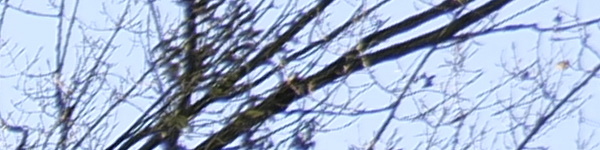 Panasonic Lumix S 18mm F1.8