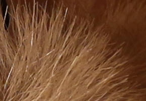 Canon EOS M: první pokus