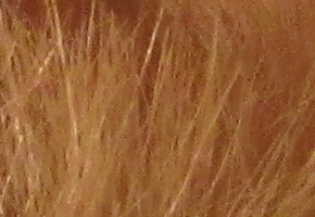 Canon PowerShot SX500 IS: fotící stroj času