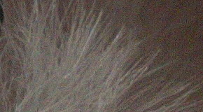 Sony Cyber-shot RX100 III (RX100M3): superSony