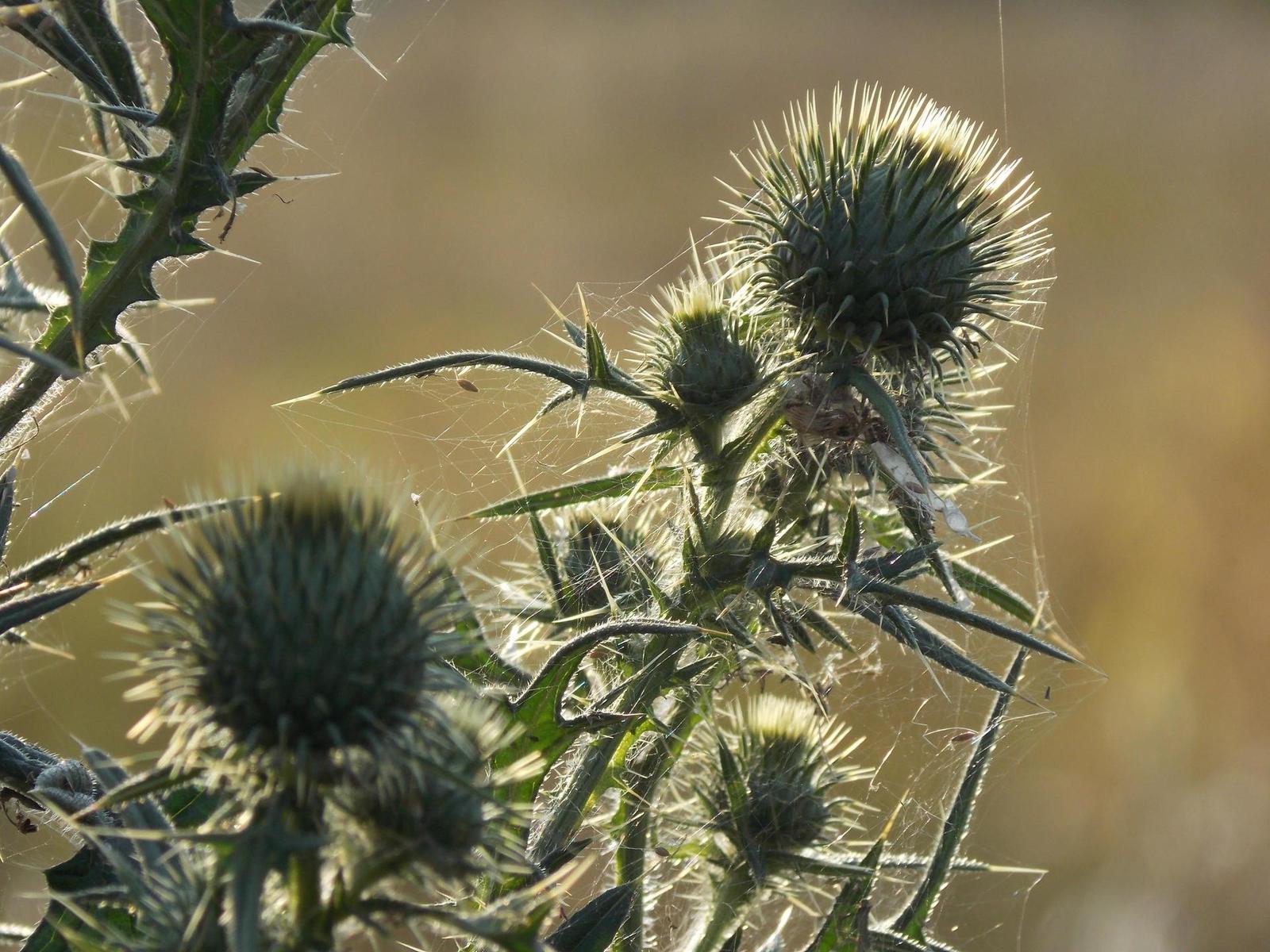 Nikon Coolpix L810: pro nenáročné