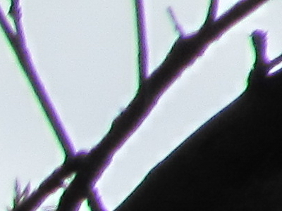 Canon PowerShot SX210 IS: s překvapivou zbraní