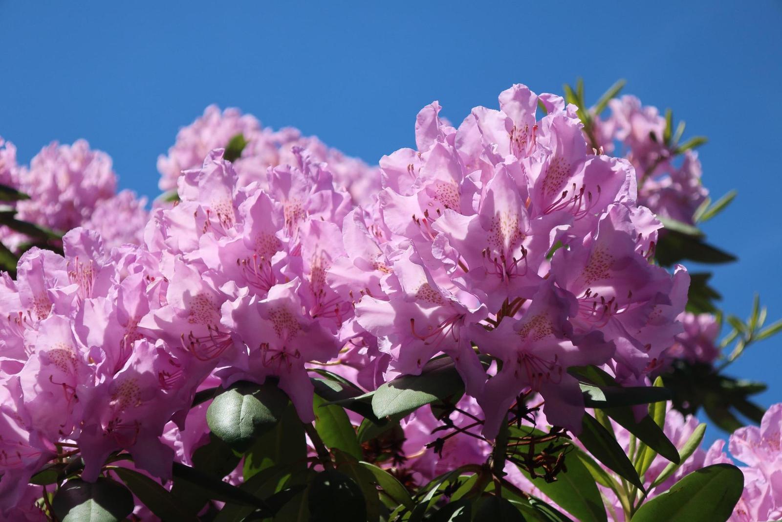 Canon PowerShot G9 X Mark II: kapesní borec