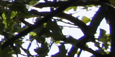 Sony SAL-1855 (DT 18-55mm F3,5-5,6 SAM)