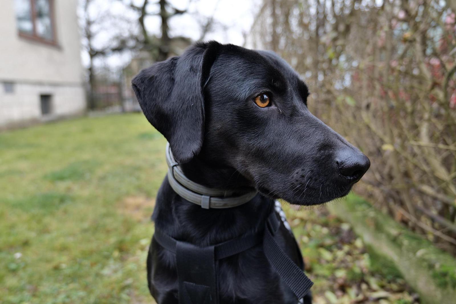 Panasonic Lumix S 20-60mm F3.5-5.6