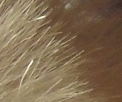 Samsung ST1000: nabitý technologiemi