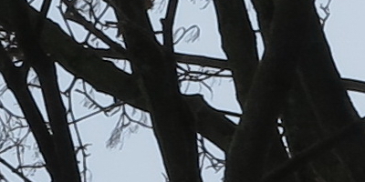 Canon PowerShot G1 X: vnitřní revoluce