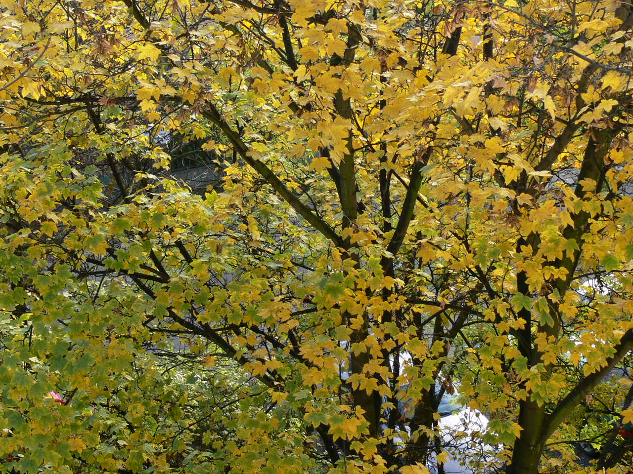 FZ30: Osm milionů za dlouhým sklem