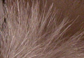 Sony NEX-6: pan dlouho očekávaný