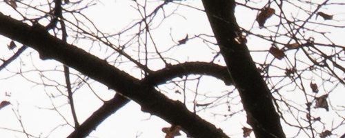 Panasonic Leica DG Vario-Summilux 25-50mm F1.7 ASPH.