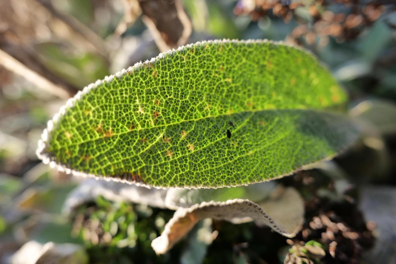 Panasonic Lumix S 20-60mm F3.5-5.6