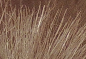 Nikon Coolpix P510: lovec rekordů