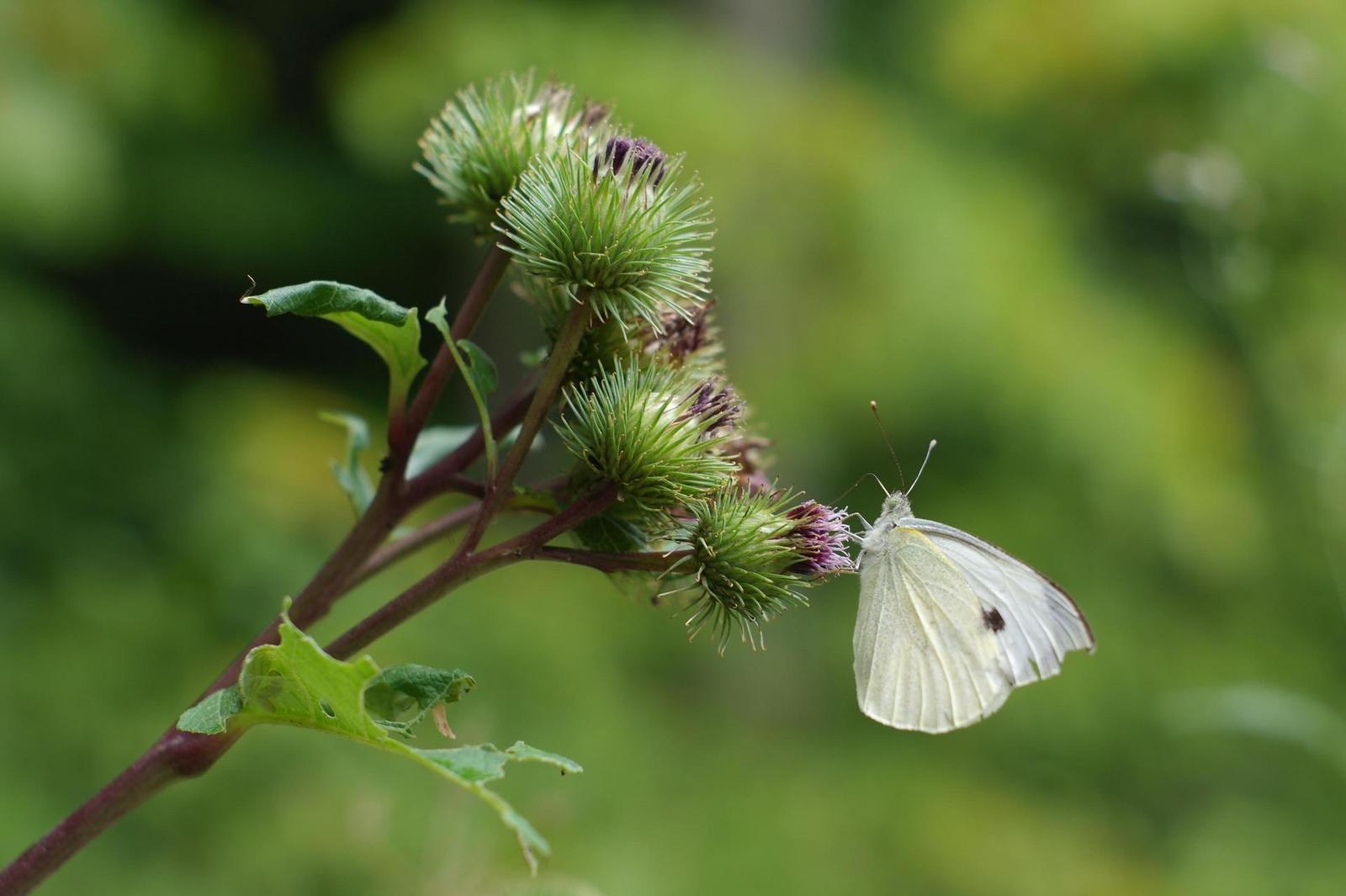 Minolta MC Rokkor-PF 50mm F1.7 (MC/MD)