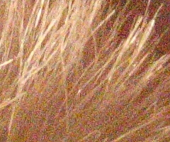 Canon EOS 550D: třídní premiant