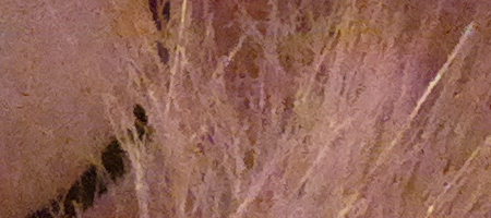 Nokia Lumia 1020 vs. 808 PureView