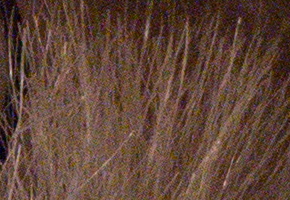 Samsung NX1000: sněhobílý bezdrát