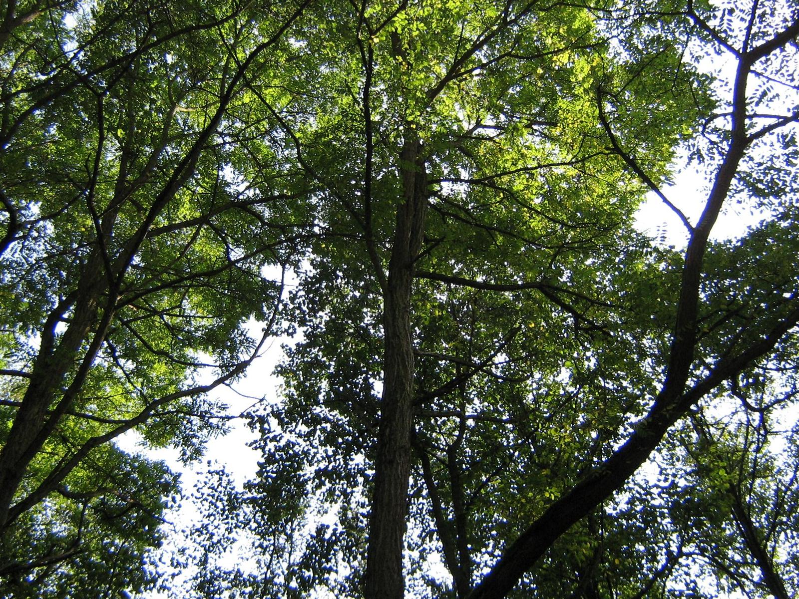 Canon PowerShot A410: Levně a jednoduše