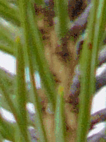 Panasonic Lumix DMC–FZ10: Vlajková loď s optikou Leica