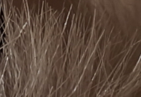 Sony SLT-A77: megapixelový přeborník